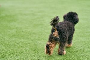 a small black and brown dog walking on the grass at Solana 鴨川 in Kamogawa +25 photos
