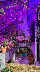 a room with potted plants and purple lights at Pushkar Stay in Varanasi