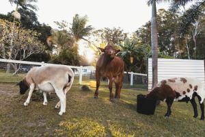 a group of cows standing in a field with a cow at Kookaburra Tiny House by Tiny Away in Palmwoods +6 photos
