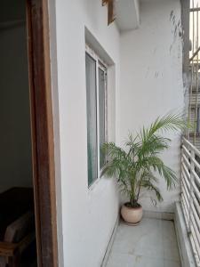 a plant in a pot next to a window at O2 Homes in Guwahati