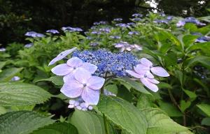 a bunch of purple flowers in a garden at -Numabukuro House- 10-minute walk from Numabukuro station in Tokyo