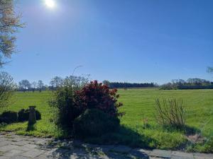 a field of grass with a bush with red flowers at Haus am Kirschbaum in Belum +4 photos