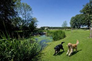 two dogs walking in the grass next to a river at Atelier - Flensburger Förde in Westerholz