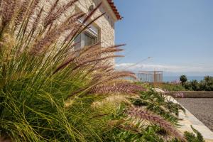 a plant with tall grass next to a building at Petra & Thea Chrani Villas in Chrani