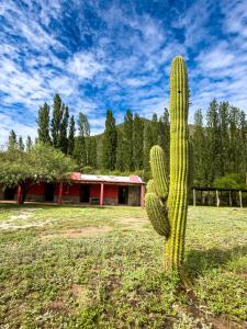 a cactus in a field with a building in the background at Finca La Media Luna in San Agustín de Valle Fértil