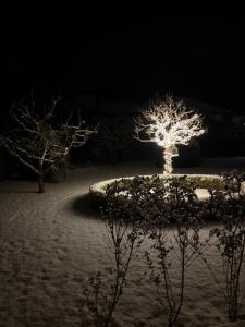 a tree lit up in the snow at night at Haus Salner in Sautens
