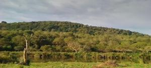 a hill with trees and a river in the foreground at Sheriff's Campsite in Camperdown
