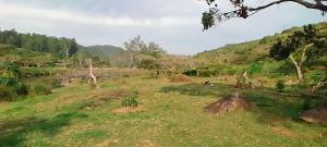 a field with grass and trees on a hill at Sheriff's Campsite in Camperdown