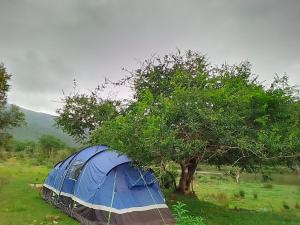 a blue tent in a field next to a tree at Sheriff's Campsite in Camperdown