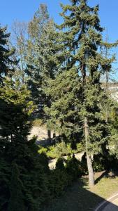 a large pine tree in a yard with bushes at Black Pearl Jacuzzi Apartament in Sopot