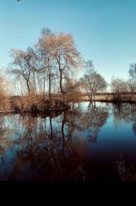 a reflection of trees in a body of water at Cabin at the Gate to Österlen in Degeberga