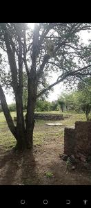 a tree in a field next to a stone wall at Pop Lamont Camp in Chobe +10 photos