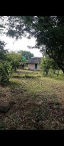 a house in the middle of a field with trees at Pop Lamont Camp in Chobe