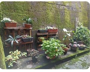 a bunch of potted plants on shelves in a garden at Casa Lu' in Bosisio Parini