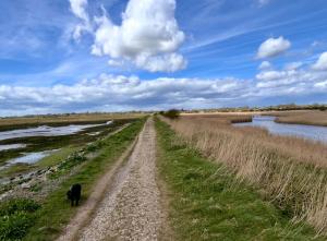 a black cow walking down a dirt road next to a river at Charming Chamber with spacious relaxing area in Pagham