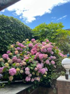 a bunch of pink flowers on a hedge at Silverleigh Spa LTD in Fawkham