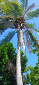a palm tree with a bunch of coconuts on it at James breazy hill in Sandy Bay