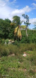 a palm tree on top of a grass field at James breazy hill in Sandy Bay +5 photos