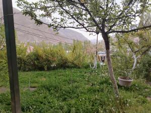 a small tree in a yard with a plant at Sayora Guest House in Khorugh