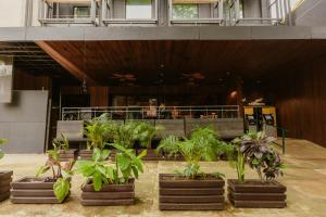 a group of potted plants in front of a restaurant at Hotel Belisario in Medellín