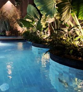 a swimming pool with a bunch of plants in it at Musa Hotel Boutique in Bucerías