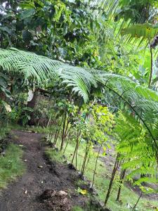 a row of small trees in a garden at Ash and Ocean BUNGALOW in Loméméti +5 photos
