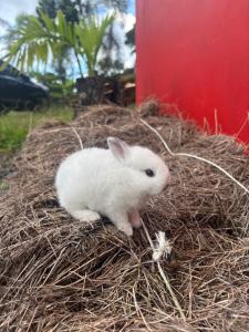 a white rabbit sitting in a pile of hay at Centro Turístico Las Palmitas in Muelle del Arenal
