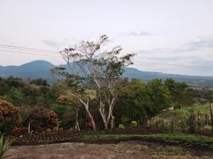 a tree on a hill with mountains in the background at Hospedaje La Guaca in Bagaces