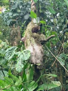a sloth hanging from a tree in the jungle at Hospedaje La Guaca in Bagaces +1 photo