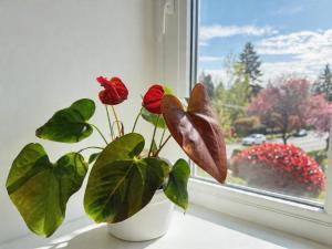 a plant in a white vase sitting on a window sill at Vancouver Lucy House in Vancouver