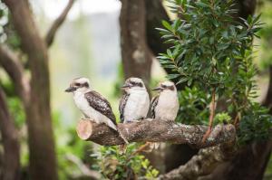 three birds sitting on top of a tree branch at Centennial Cottage 1 - 'Boorool' in Bowral +1 photo