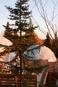 a tree in front of two white tents at Nørdika Charlevoix in Baie-Saint-Paul