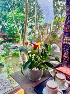 a plant sitting on a table next to a window at Homestay River Green in Làng Lap