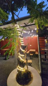 a bonsai tree with lights in a room at Dreamers Lounge in Trichūr