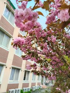 a tree with pink flowers in front of a building at Guest House Bamboo in Morioka
