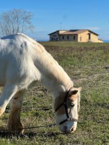 Gallery image of Chiaraluce Country House in Massignano