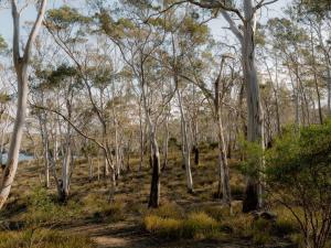 a group of trees in a field with grass at Banyula Cove by Tiny Away in Barnes Bay