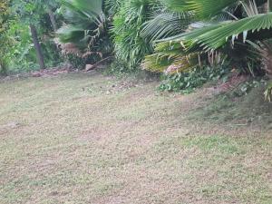 a grassy hill with palm trees and plants at Red Palm Hotel in Suva