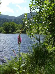 a view of a lake with a pink flower at Le logis aux digitales in La Croix-aux-Mines