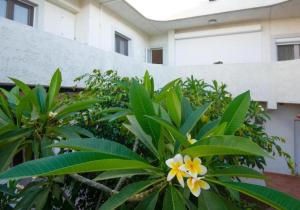 a tree with a yellow and white flower in front of a building at Casa Nefeli in Karteros