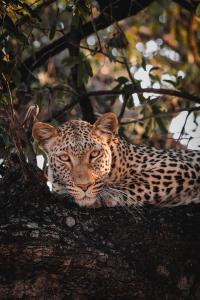 a leopard is laying in a tree at Chobe House Villa and Chalets in Kasane +68 photos