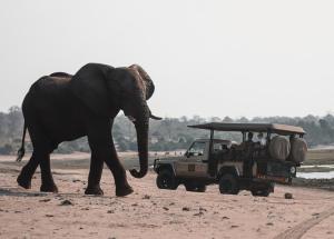 an elephant walking next to a vehicle with people in it at Chobe House Villa and Chalets in Kasane
