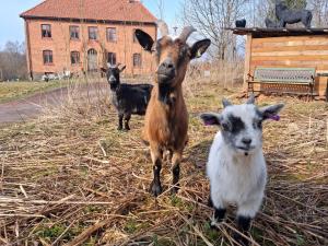 three goats standing in the grass in front of a building at Singel room in big house in Molkom