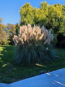 a patch of tall grass in a park at Le MABILEAU in Saumur