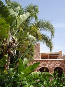 a palm tree in front of a brick building at chambres d'hôtes des 1001 Étoiles Essaouira avec piscine in Essaouira