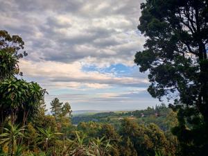 a view from a forest of trees on a cloudy day at Grey Falcon Ridge in Albinia