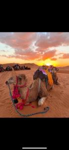 two camels sitting in the desert at sunset at perle de dakhla in Dakhla