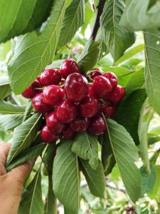 a person holding a bunch of cherries on a tree at Apartamento rural Rubí in El Torno