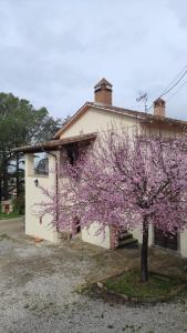 a tree with purple flowers in front of a house at Il Pozzo degli Angeli in Cortona