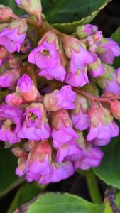 a bunch of pink flowers on a plant at Sov Godt i Arnborg Bed & Breakfast in Arnborg +25 photos
